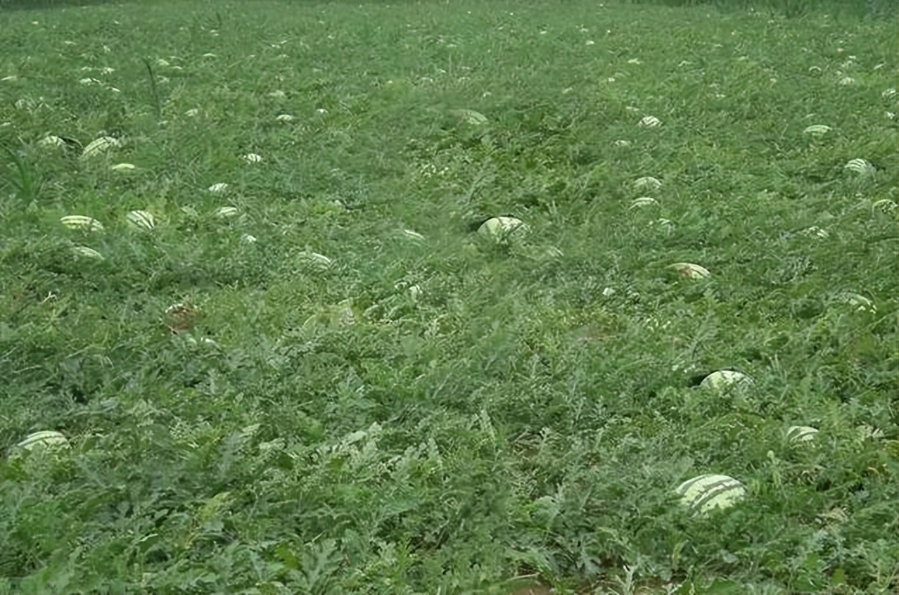 以前是便宜水果，如今规模化种植，却让人觉得越来越贵