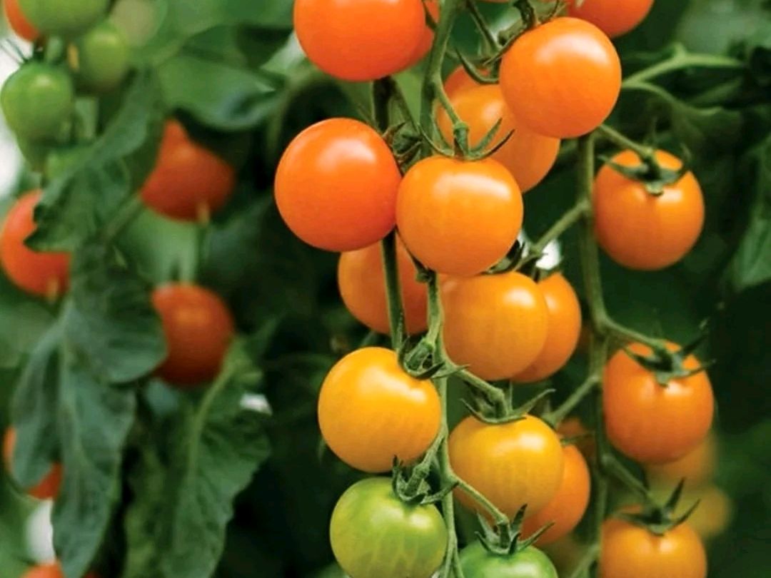 推荐5种家庭阳台适合种植的水果（阳台种什么水果比较好？）