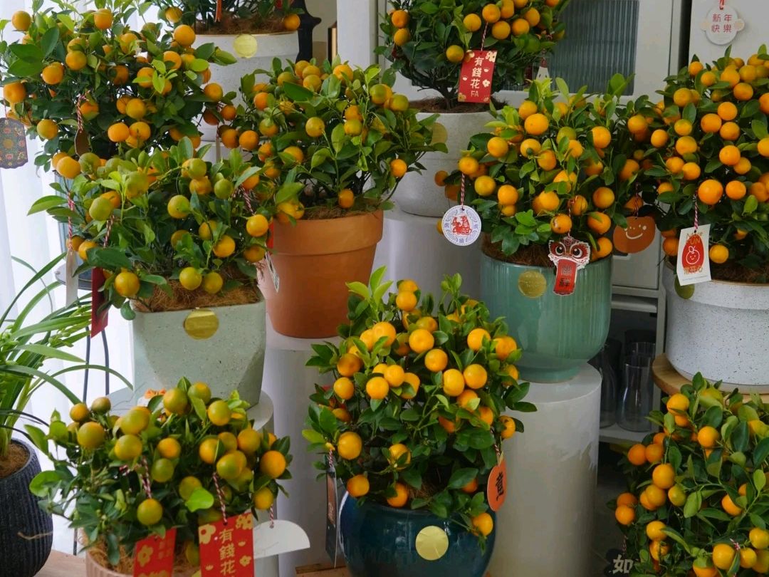 推荐5种家庭阳台适合种植的水果（阳台种什么水果比较好？）