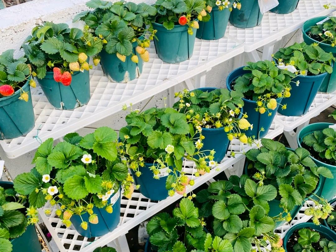 推荐5种家庭阳台适合种植的水果（阳台种什么水果比较好？）