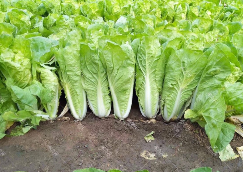 一年四季,水果蔬菜自然成熟的时间表,一定要吃应季的