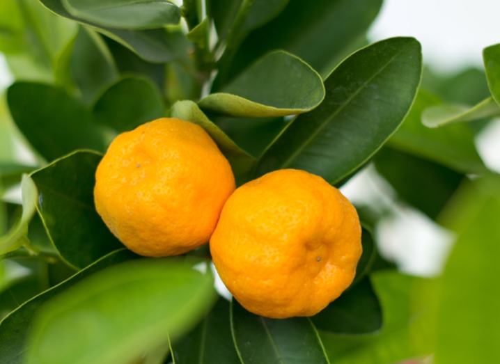 一年四季,水果蔬菜自然成熟的时间表,一定要吃应季的