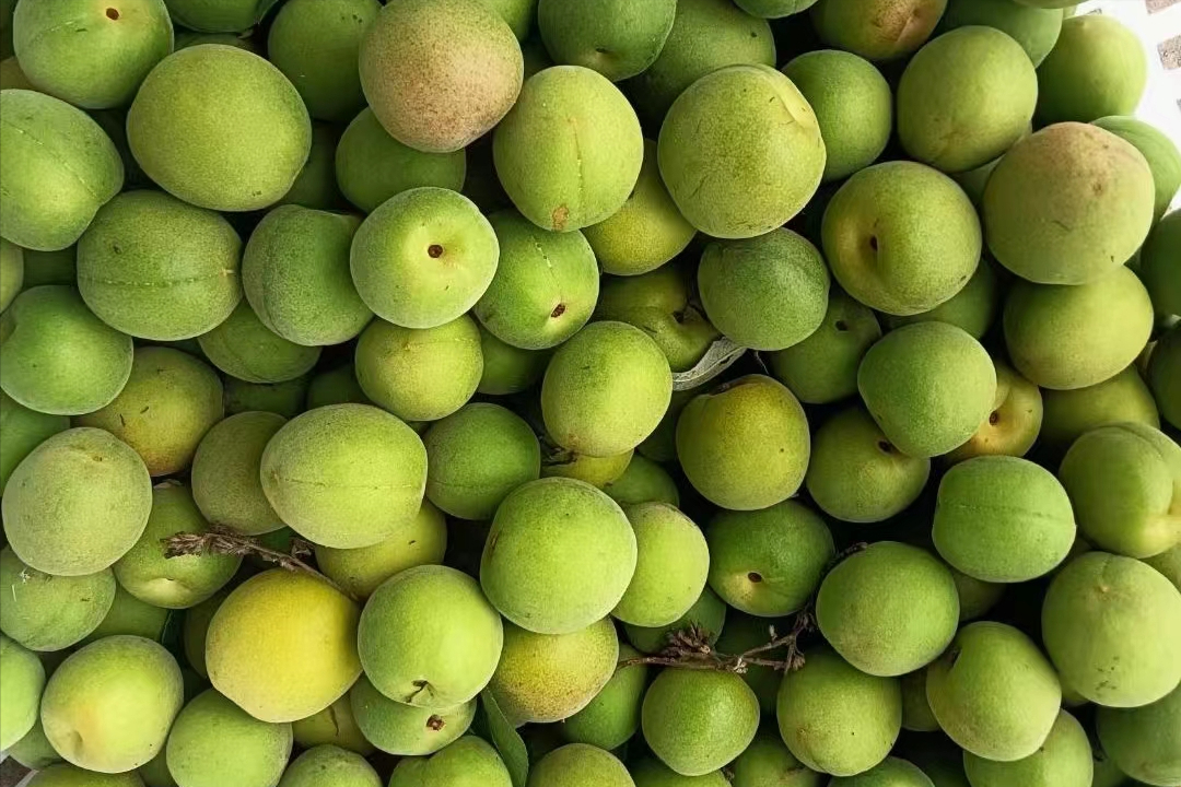 梦见吃酸梅子是什么意思（梅子到底是什么？）