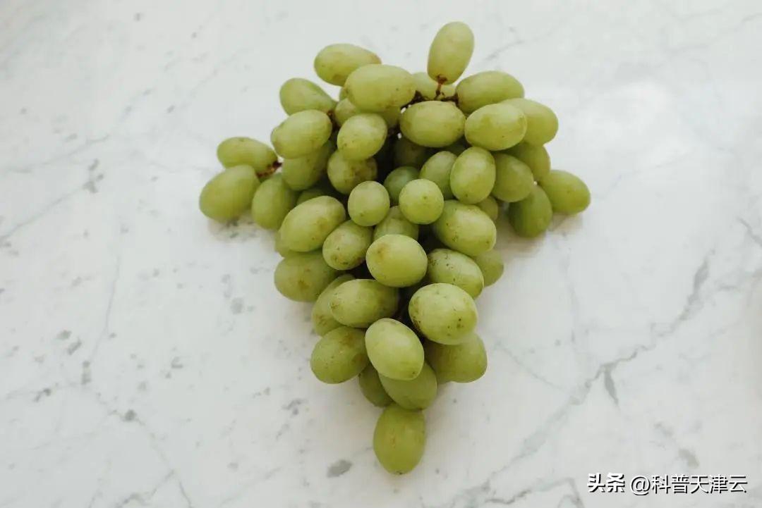 喜欢吃葡萄的照片（对于爱吃的葡萄，你到底了解多少呢？）