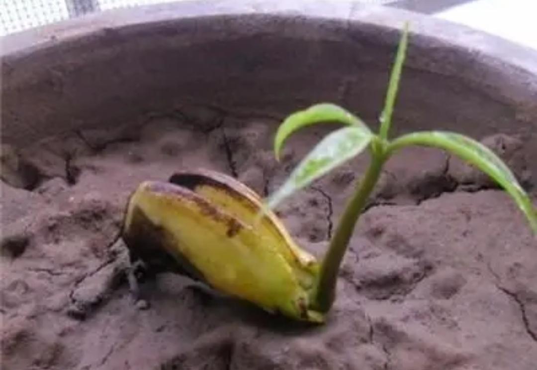 水果籽种植可以生果子吗（2种水果籽种到土里就发芽）