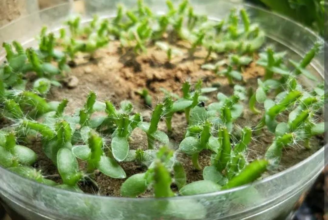 水果籽种植可以生果子吗（2种水果籽种到土里就发芽）