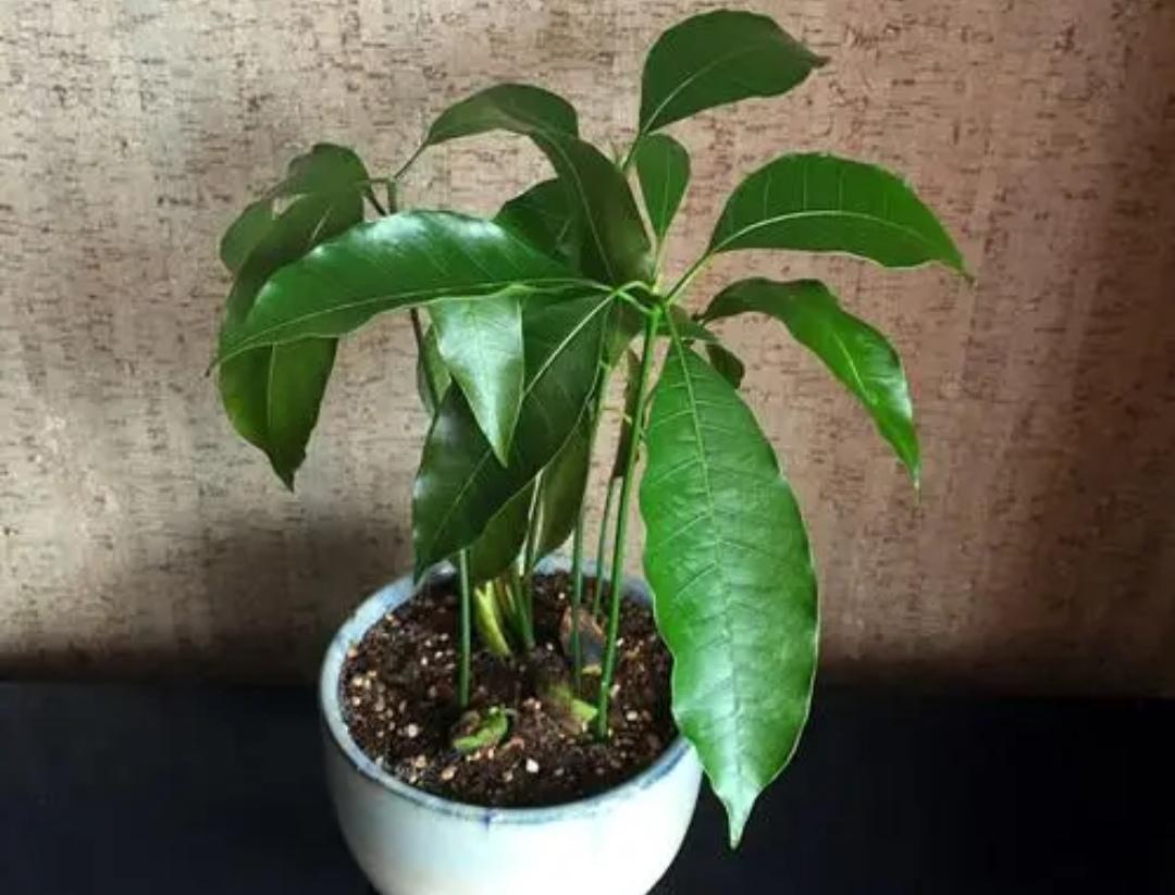 水果籽种植可以生果子吗（2种水果籽种到土里就发芽）