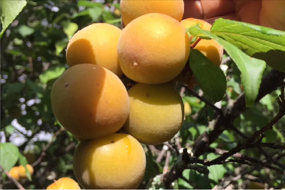 梦见吃酸梅子是什么意思（梅子到底是什么？）