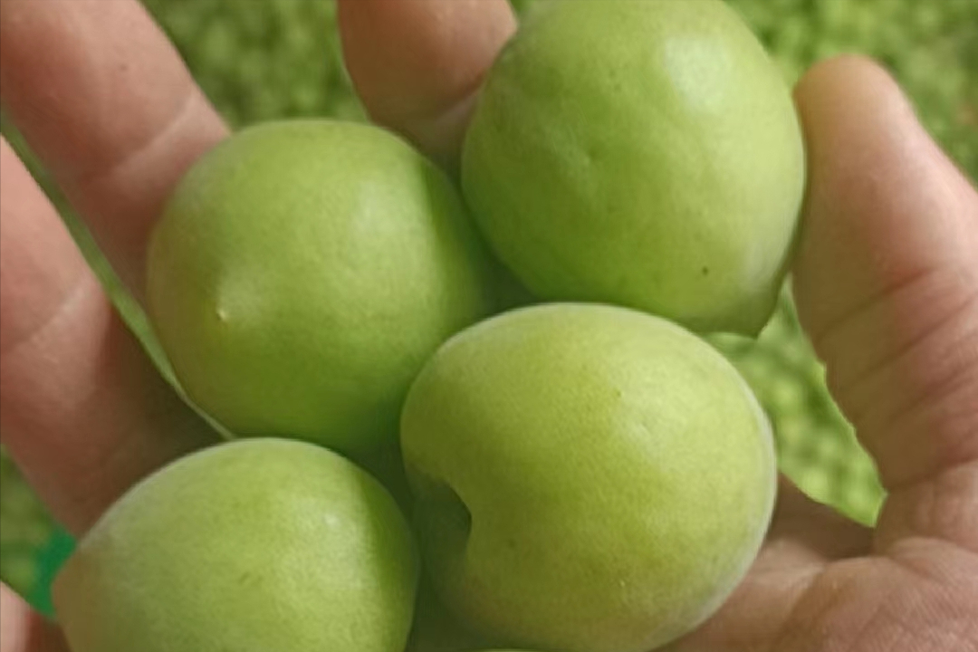 梦见吃酸梅子是什么意思（梅子到底是什么？）