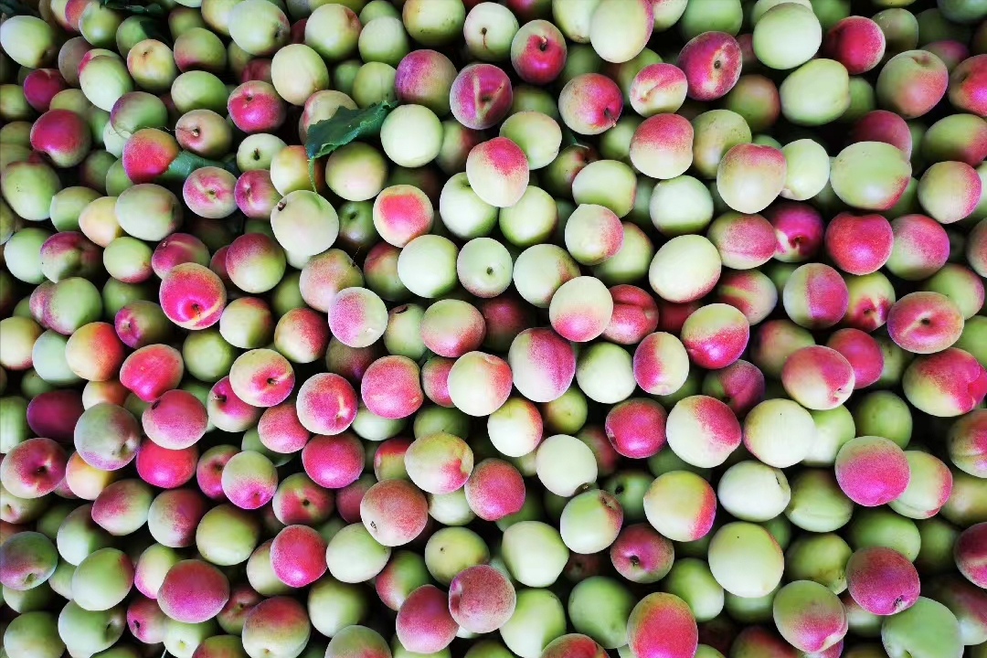 梦见吃酸梅子是什么意思（梅子到底是什么？）