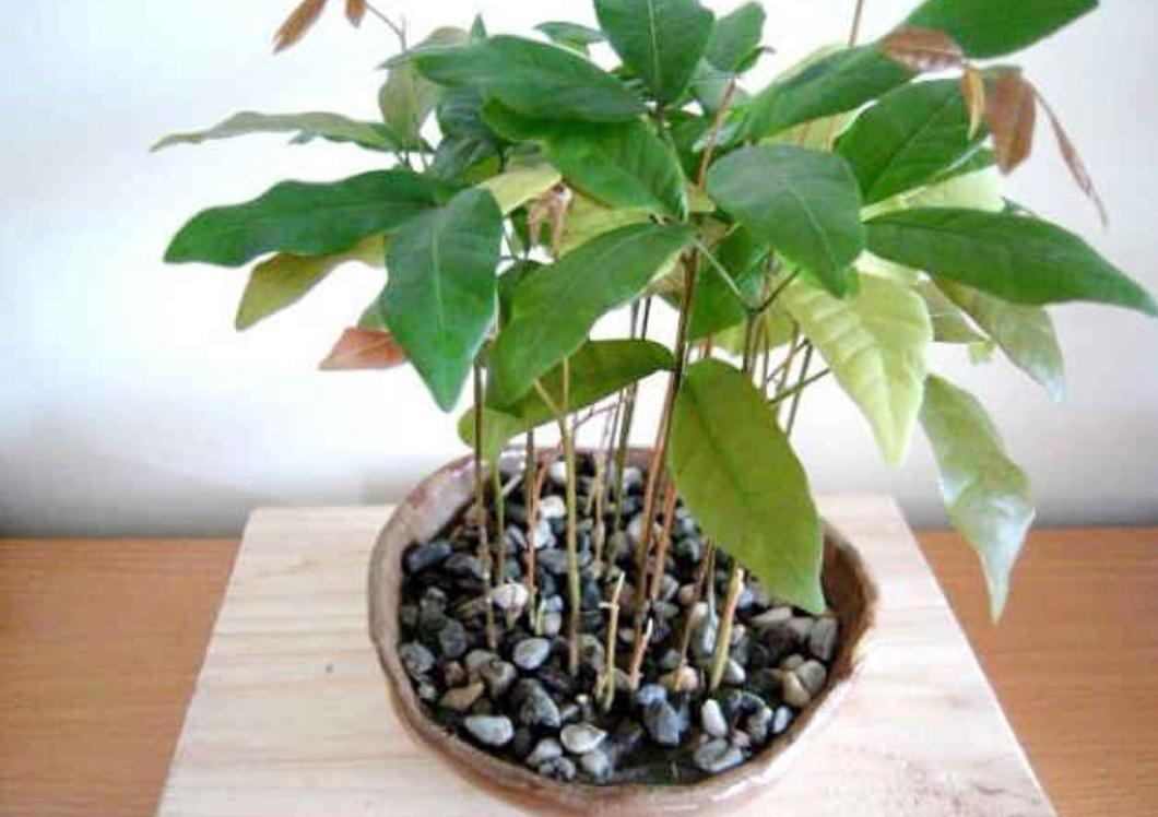 水果籽种植可以生果子吗（2种水果籽种到土里就发芽）