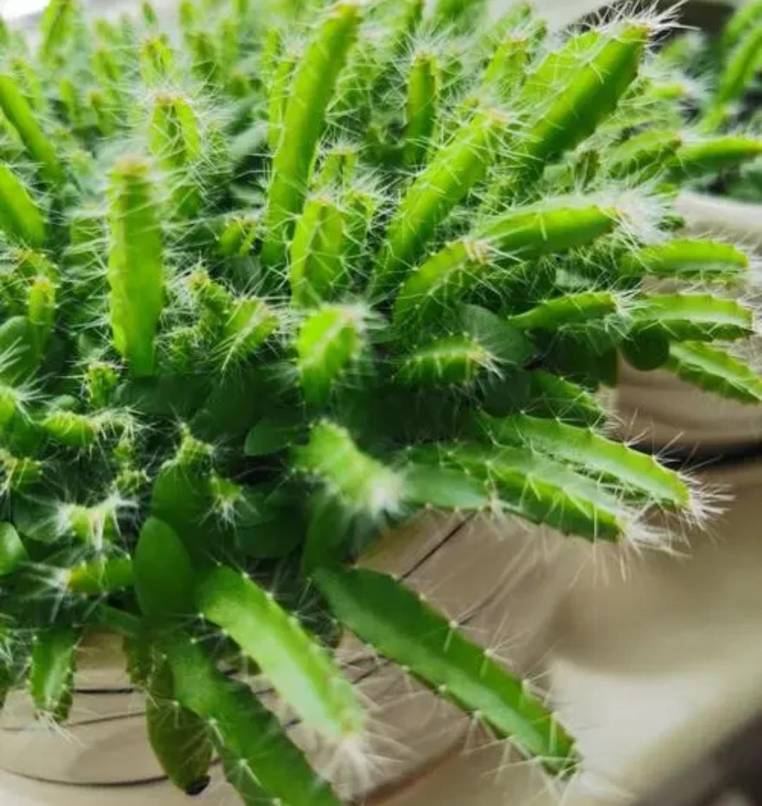 水果籽种植可以生果子吗（2种水果籽种到土里就发芽）