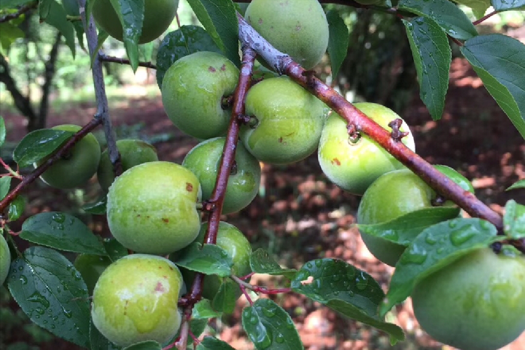 梦见吃酸梅子是什么意思（梅子到底是什么？）