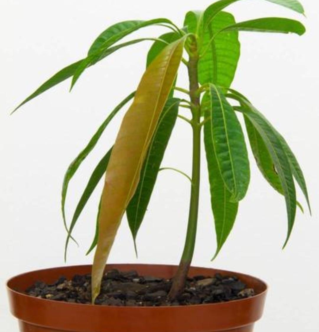 水果籽种植可以生果子吗（2种水果籽种到土里就发芽）