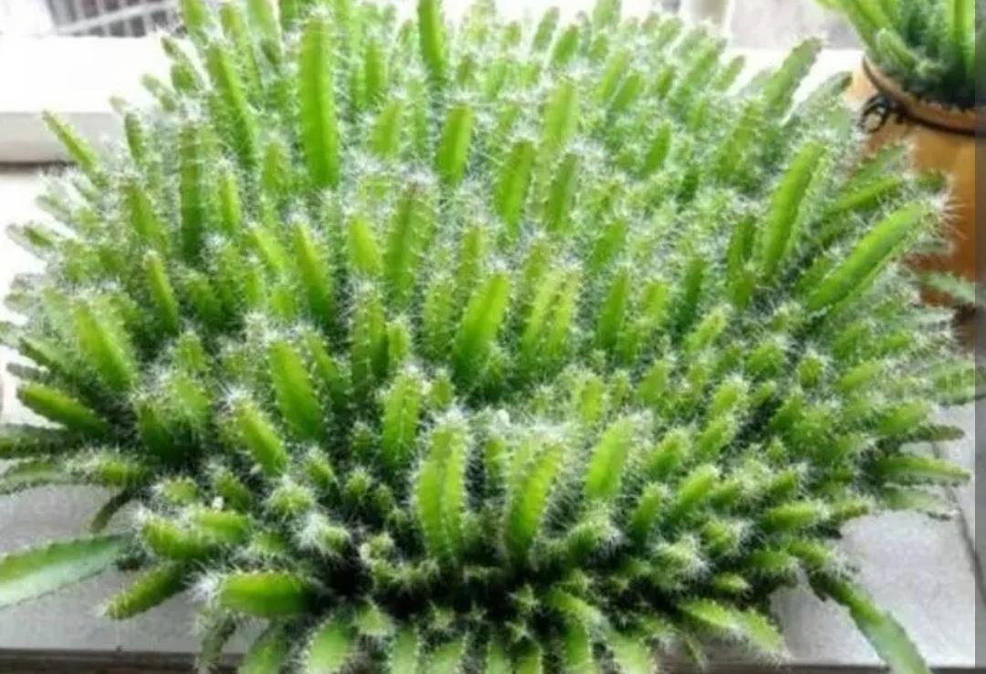 水果籽种植可以生果子吗（2种水果籽种到土里就发芽）