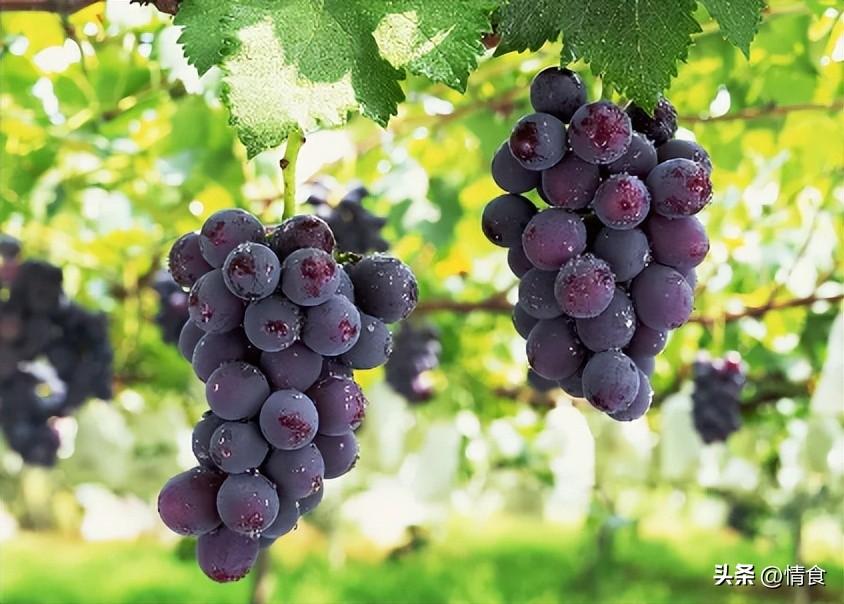 酸果有什么营养（4种“酸果”要多吃）