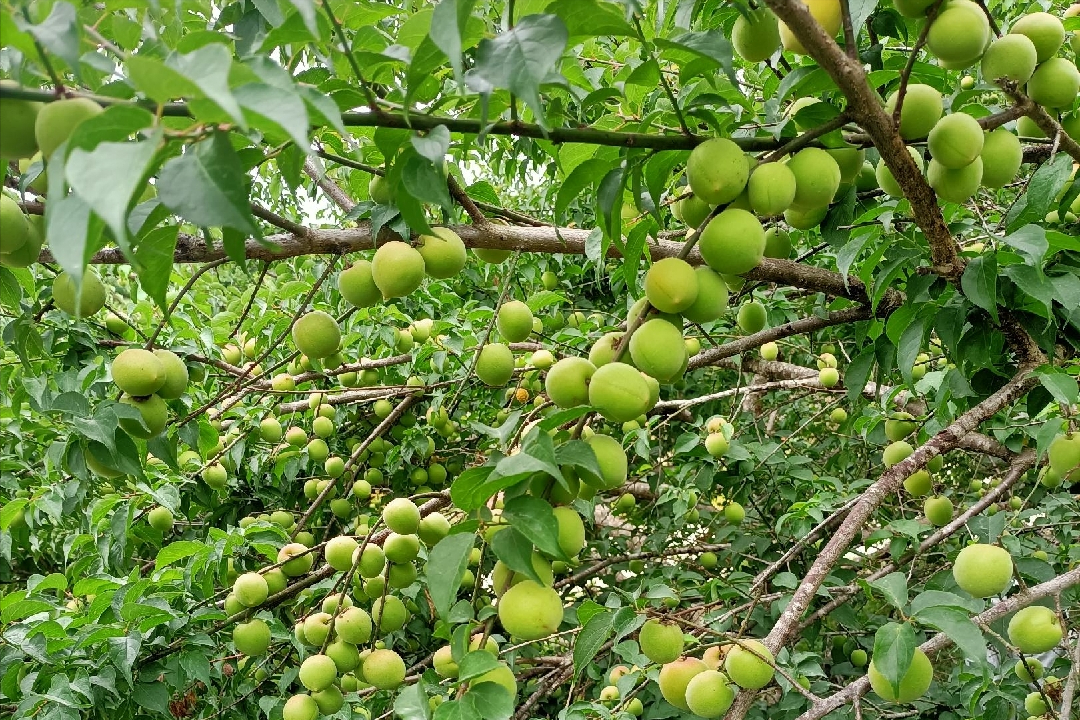 梦见吃酸梅子是什么意思（梅子到底是什么？）