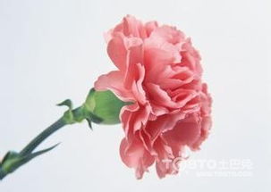 用油瓶怎么养康乃馨植物,轻松养护康乃馨,让美丽绽放家中