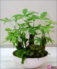 发财树怎么养护,打造家居绿意盎然