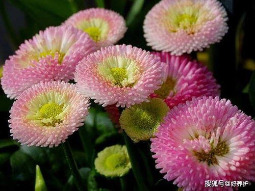 太阳菊怎么养,从播种到收获的全程指南