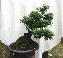米兰盆景用什么盆,匠心独运，盆中世界
