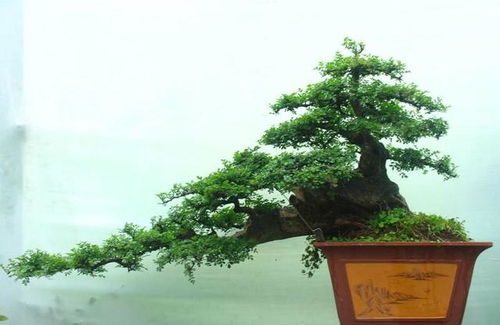 榆树盆景怎么样修枝,榆树盆景修枝技巧与艺术
