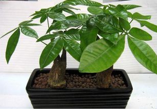 发财树怎么养殖,选对花盆,让根系呼吸