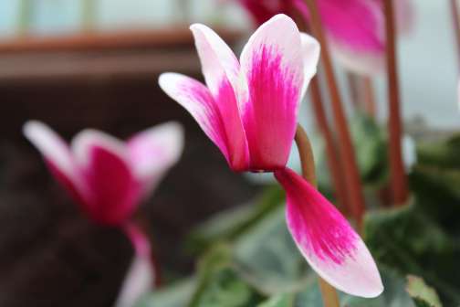 仙客来怎么授粉,繁花似锦的秘密