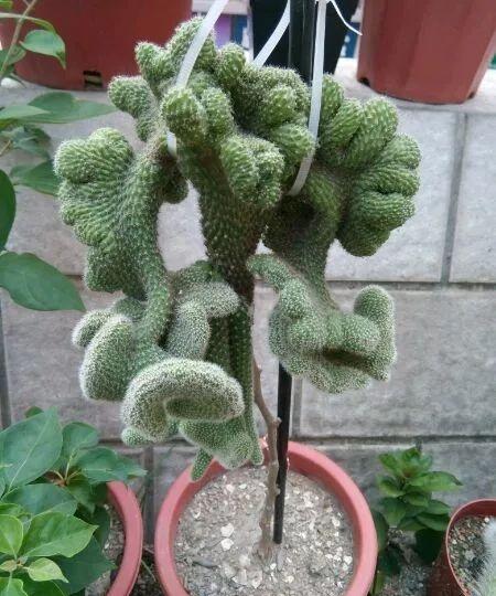 嫁接的花有哪些,探索多样花卉的融合之美