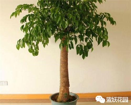 秋季幸福树怎么浇水,秋季幸福树科学浇水指南