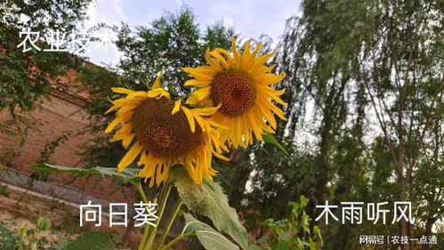 向日葵怎么种植,从播种到收获的全程指导
