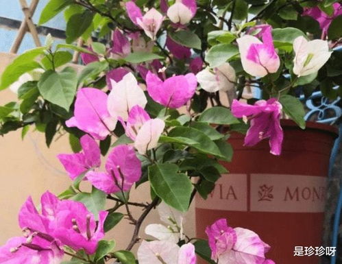 三角梅不开花怎么办,三角梅不开花?揭秘原因与高效解决方案