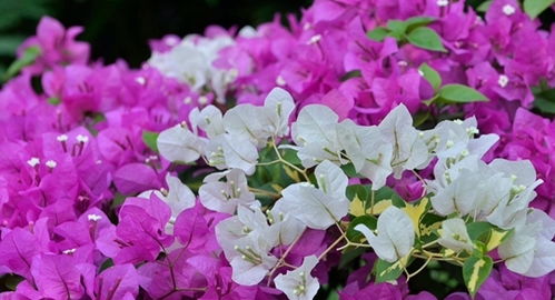 三角梅不开花怎么办,三角梅不开花？揭秘原因与高效解决方案