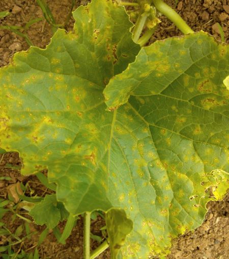 黄叶有斑点怎么回事,探究植物健康问题的根源