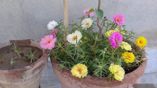 太阳花如何扦插活,轻松培育繁茂植株