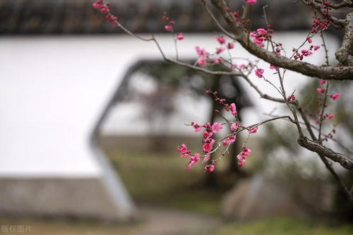 梅花什么季节开花,香自苦寒来——梅花盛放之季