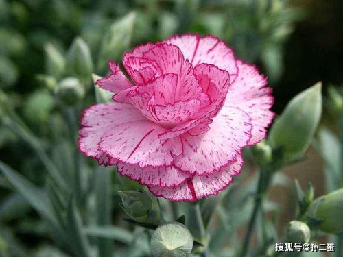 康乃馨种子什么土,土壤选择与种植技巧
