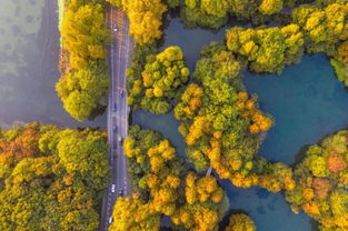 树木有哪些过冬方式