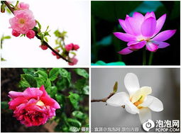 唐乃罄心的花朵寓意什么,寓意爱与希望的象征