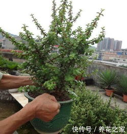 马齿苋树怎么修剪,春季秋季最佳时机,塑造优美株型