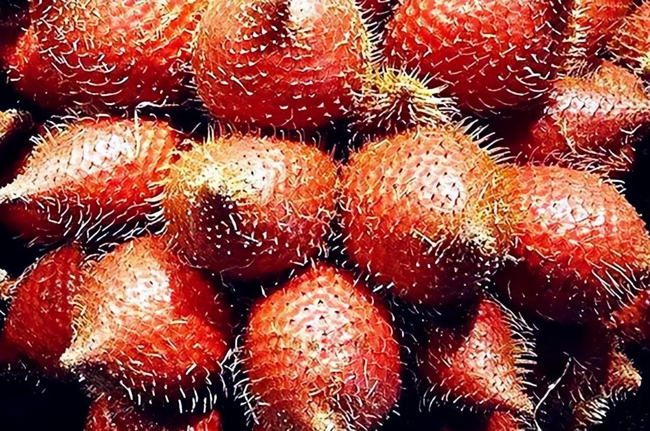 刺莓是什么水果（“刺莓”维C含量极高）