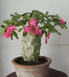 仙人掌稼接怎么蟹爪兰
