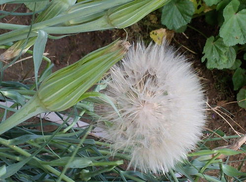 蒲公英的花像什么啊