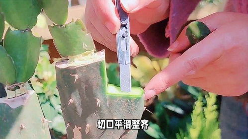 如何嫁接仙人球,从准备到成功的详细步骤