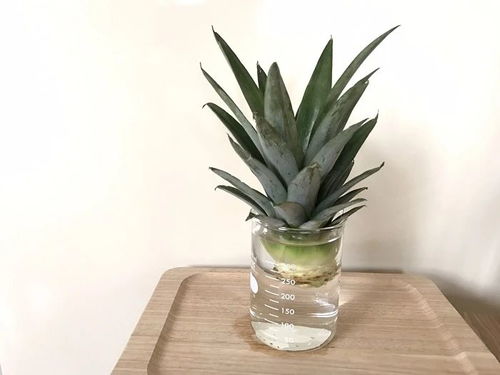 如何养菠萝的头,从种植到收获的全程指导