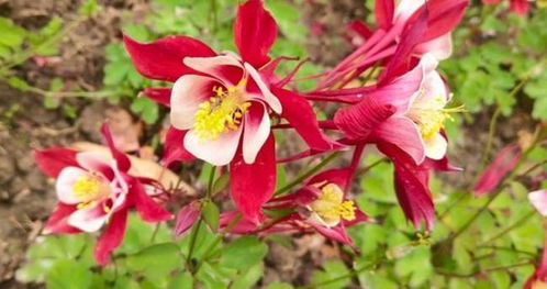 耧斗菜怎么养殖,耧斗菜种植养护全攻略