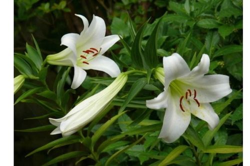 百合花怎么种植,从选种到养护的实用指南