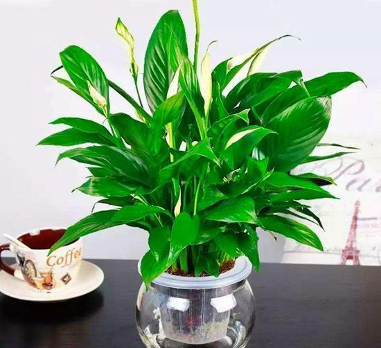白掌怎么水栽,白掌水培种植技巧与养护指南