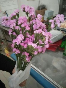 什么花代表家庭,探寻象征和谐与温馨的植物意象