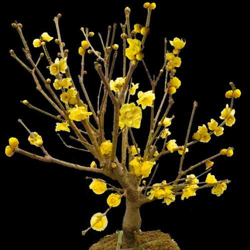 黄腊梅花什么季节开花,冬日里的温暖芬芳